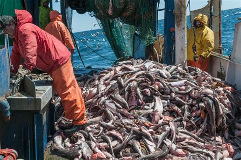 Overfishing And Iuu Fishing One Ocean