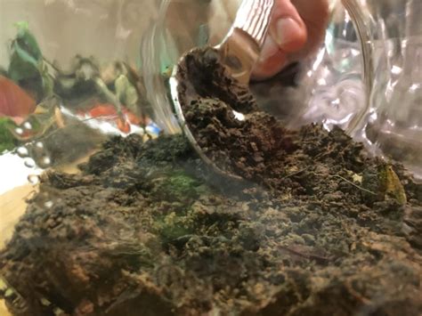 We did not find results for: DIY Geschenkidee: Ewiges Terrarium - TrendRaider ...