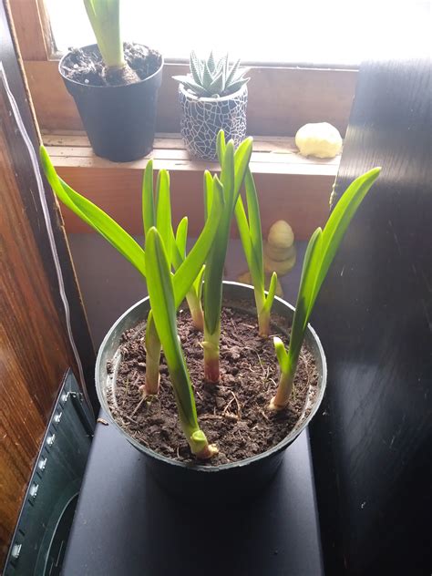 Growing Onions Indoors - You Don't Need a Lot of Space to Grow Onions!