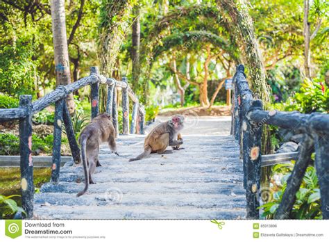 We did not find results for: The Monkey Eats A Banana In A Tropical Garden Stock Photo ...