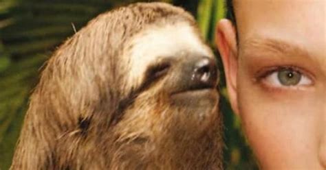 Sloths Imgur