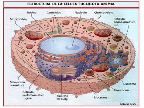 Biologia i Geologia 3r ESO La cèl lula