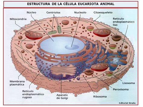 Biologia I Geologia 3r Eso La Cèllula