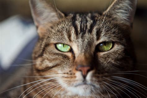 Brown Tabby Cat Green Eyes Amy Soper Photography