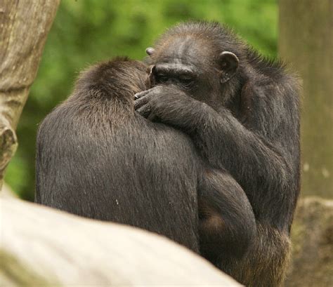 4 Chimpanzees Grooming Like Humans Chimpanzees Are Intensely Social