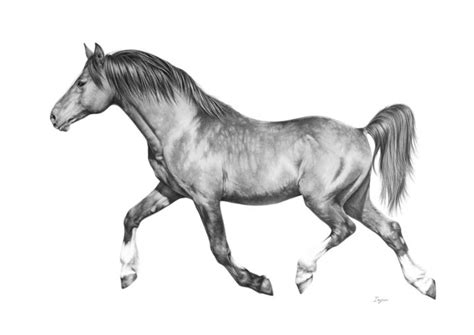 Pencil Drawing Of A Running Horse Drawing By Irynahorseart Artmajeur