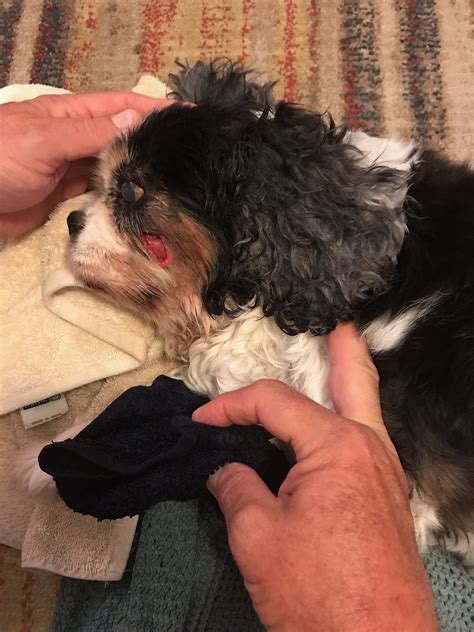 My Elderly Dog Had An Abscesses Tooth And The Abscess Burst Before The