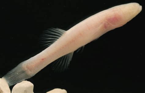 New Fish Discovered With Anus Near Its Head Practical Fishkeeping
