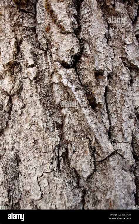 The Furrowed Bark Of A Black Cottonwood Tree Populus Trichocarpa