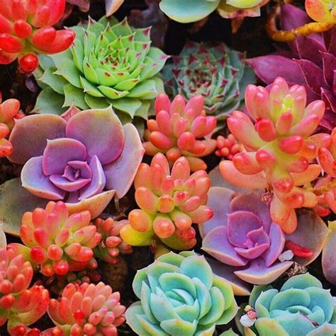 Cactus flowers are showy and usually quite large. 10 Amazing Ways Succulents Can Decorate Your Outdoors ...