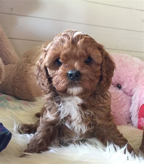 Check spelling or type a new query. Gorgeous Cavapoo Puppies *both reserved* | Saffron Walden ...
