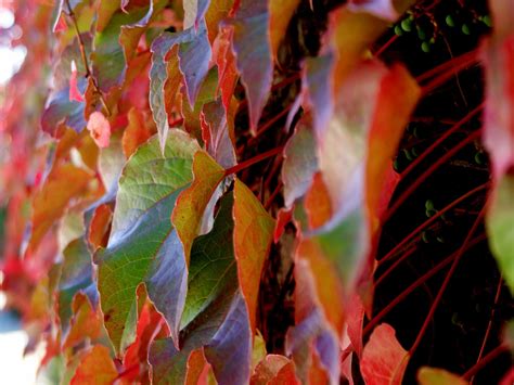 Colorful Leaves November 2015 Bing Wallpaper Preview
