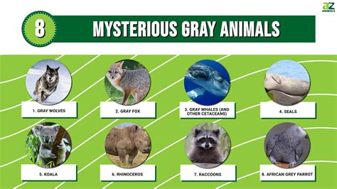 Top 8 Mysterious Gray Animals A Z Animals
