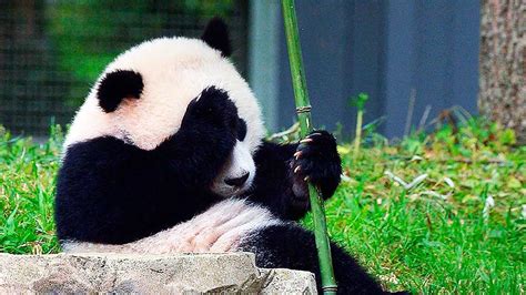 Osos Panda Y El Misterio De Por Qué Sobreviven Comiendo Bambú