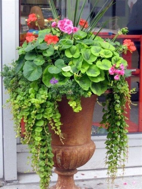 42 Beauty Full Sun Container Plants To Decorate Yard Page 38 Of 44