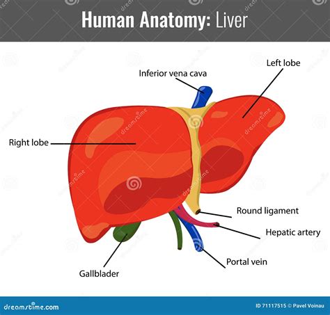 Anatomía Detallada Del Hígado Humano Vector Médico Ilustración Del