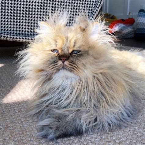 Sleepy Cats And Dogs Caught With Adorable Bedhead