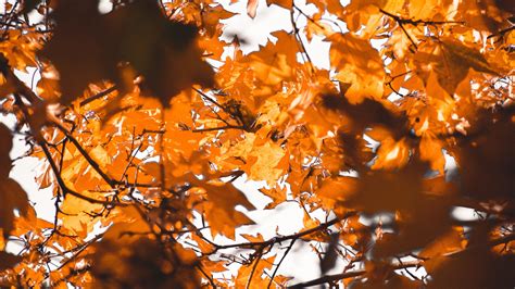 Wallpaper Id 13139 Leaves Autumn Branches Blur 4k Free Download