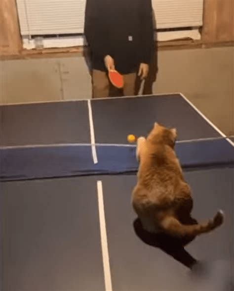 Cat Impresses Viewers With Ping Pong Skills Video Healthy Happy News