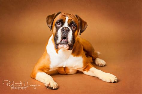 Studio Boxer Dog Portraits In Croydon Surrey