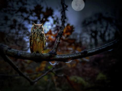 Owl On Branch At Night Photograph By Alison Frank