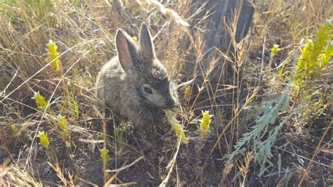 Pygmy Rabbits Still Endangered Under State Washington Law The