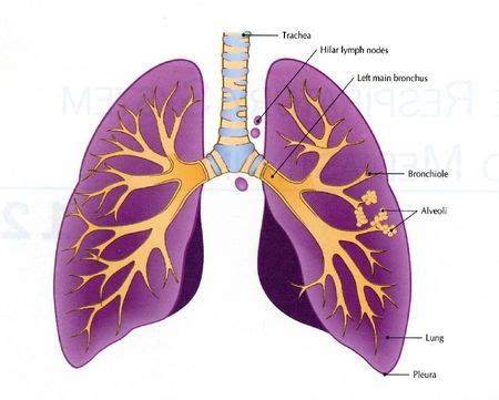 Bronchial Tubes Structure Functions Location