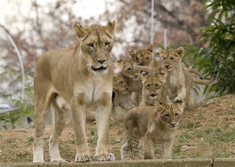 Smithsonians National Zoos Lion Cubs Now On Exhibit Flickr