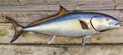 Amberjack 53 Inch Half Mount Fiberglass Fish Replica The Fish Mount Store