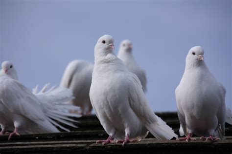 White Domestic Doves Project Noah