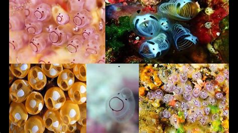 Sea Squirt Fun Facts Surprised Blobs Tunicates Sea Squirts Youtube