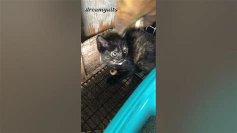 How To Tame Feral Kittens That Bite And Scratch Part 1 Youtube