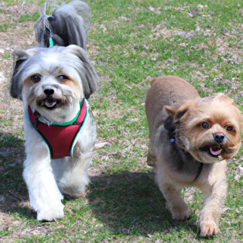 Shih Tzu And Yorkie Mix A Guide To The Lovable Shorkie
