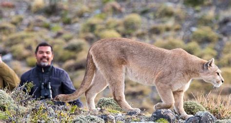 Puma Tracking In Chile S Patagonia Tribes Travel