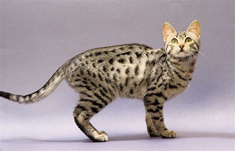 Egyptian Mau Bengal Cat Facts Bengal Cat For Sale Bengal Cat