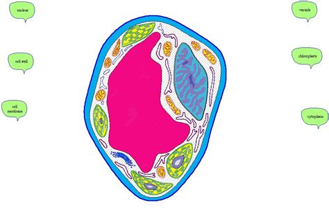 Animal Cell Without Labels Clipart Best