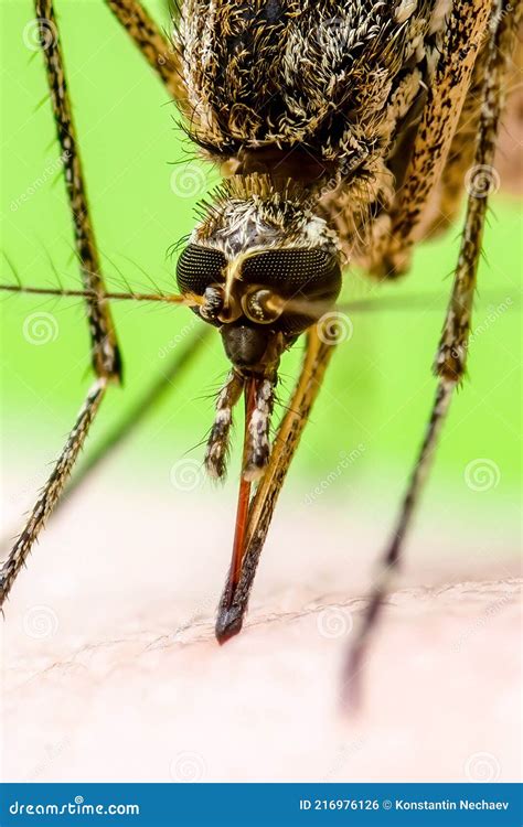 Malaria Infected Mosquito Bite On Green Background Leishmaniasis