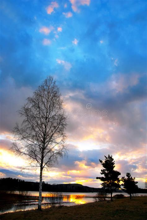 18137 Sunset Birch Tree Stock Photos Free And Royalty Free Stock