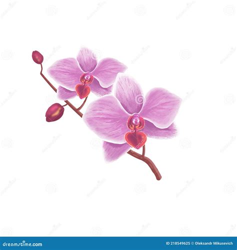 Pink Orchid Phalaenopsis Flower Realistic Drawing Orchid Flowers On
