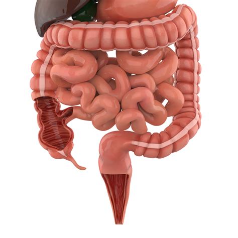 Digestive System Model 2 Part Ubicaciondepersonas Cdmx Gob Mx