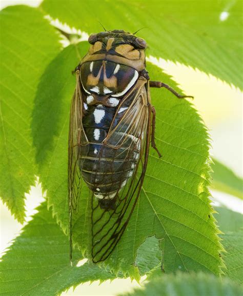Bush Cicada Megatibicen Dorsatus Insects Of Iowa