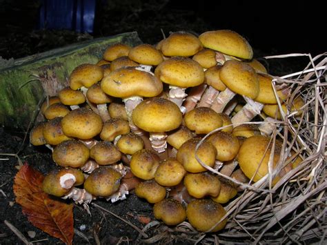 Honey Fungus Mushroom Table