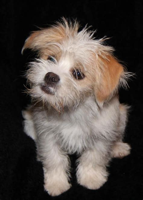 Adopt Silly Lilly On Petfinder Shih Tzu Dog Terrier Mix Dogs Dogs