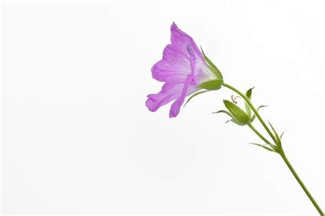Prochain articlered and black checkered background. 'Single Flower on White Background' Photographic Print ...