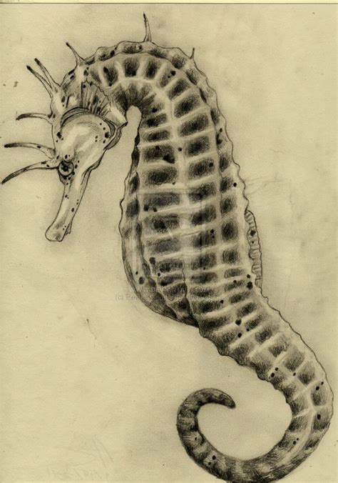 17 Best Images About Sea Life Drawings On Pinterest Fish