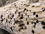 Images of What Termite Damage Looks Like