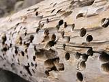 How To Fix Termite Damage Photos