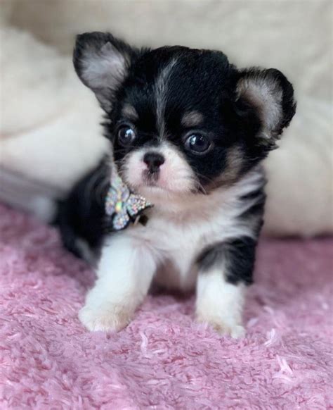 Cute Little Fluffy Chihuahua Chihuahua Puppies Teacup Chihuahua