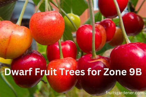 Dwarf Fruit Trees For Zone 9b Growing Fruit Trees In Zone 9 Fruits Gardener
