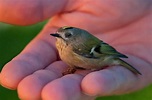 Top 10 Smallest and Cutest Birds In The World - The Mysterious World